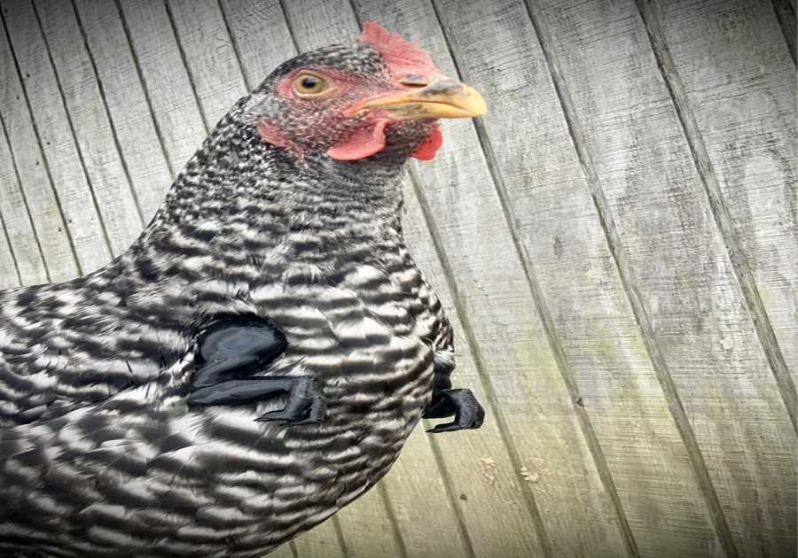 Tiny T-Rex Arms For Chickens Are Now A Thing