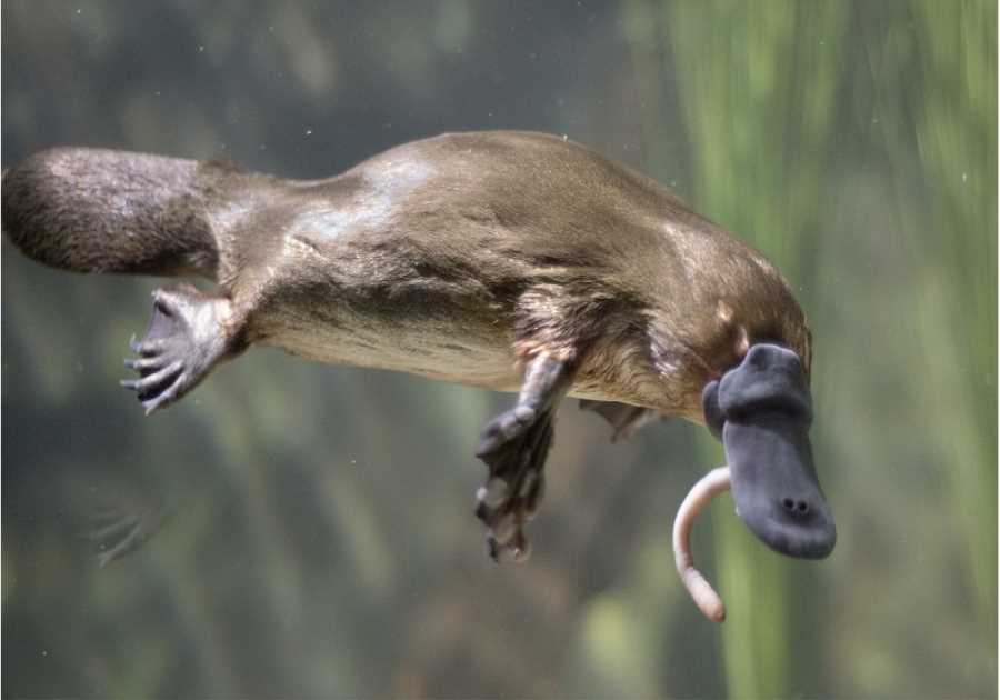How Earth’s Oddest Mammal Got To Be So Bizarre