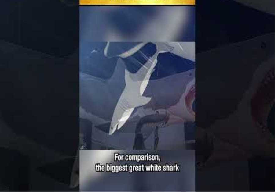 The Megalodon Was the Biggest Shark Ever