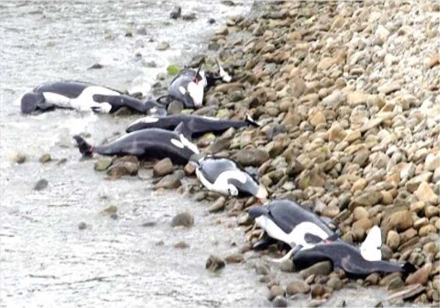 Hundreds Of Orca's Have Just Been Seen Acting Strange And Swimming Towards Land