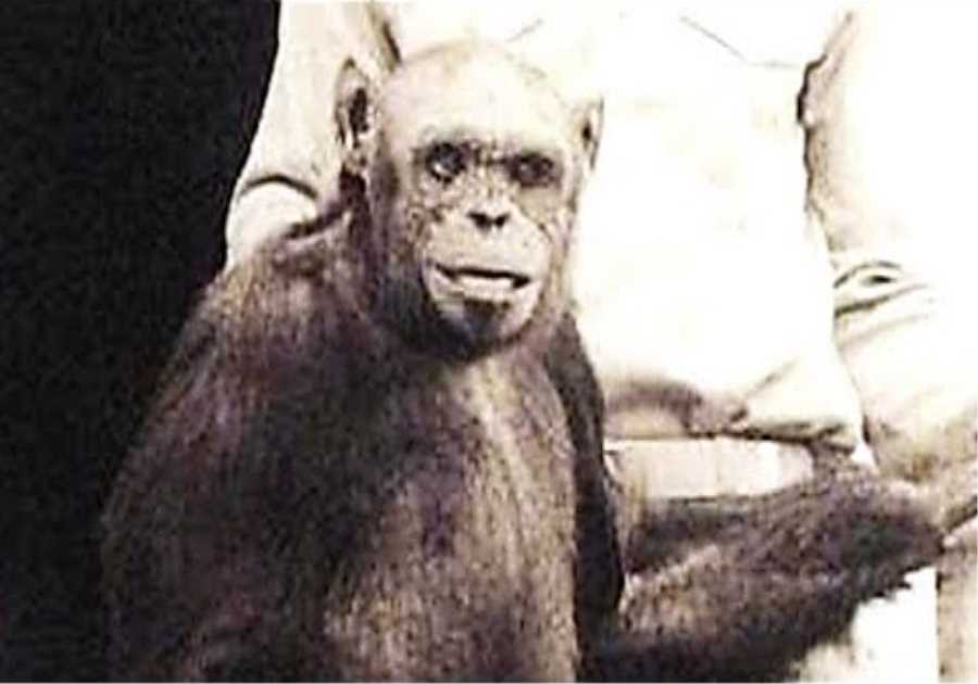 Scientists Have Just Announced That A Chimpanzee Has Just Been Observed Doing Something Chilling