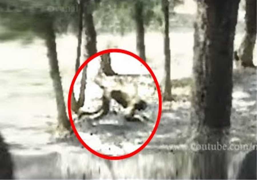 Scientists Warn This Animal In Chernobyl Is Spreading Mutations And They Can't Stop It