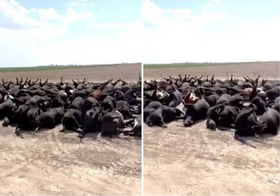 This Rancher Just Made A Chilling Discovery On His Private Ranch And Said That It's Happening Again