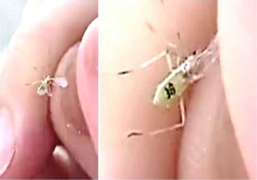 This Scientist Just Revealed They've Released This Into The Wild And Said They Are Doing This