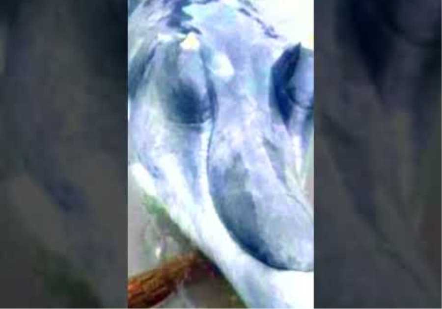 What They Caught In A River Shocked The Whole World #shorts