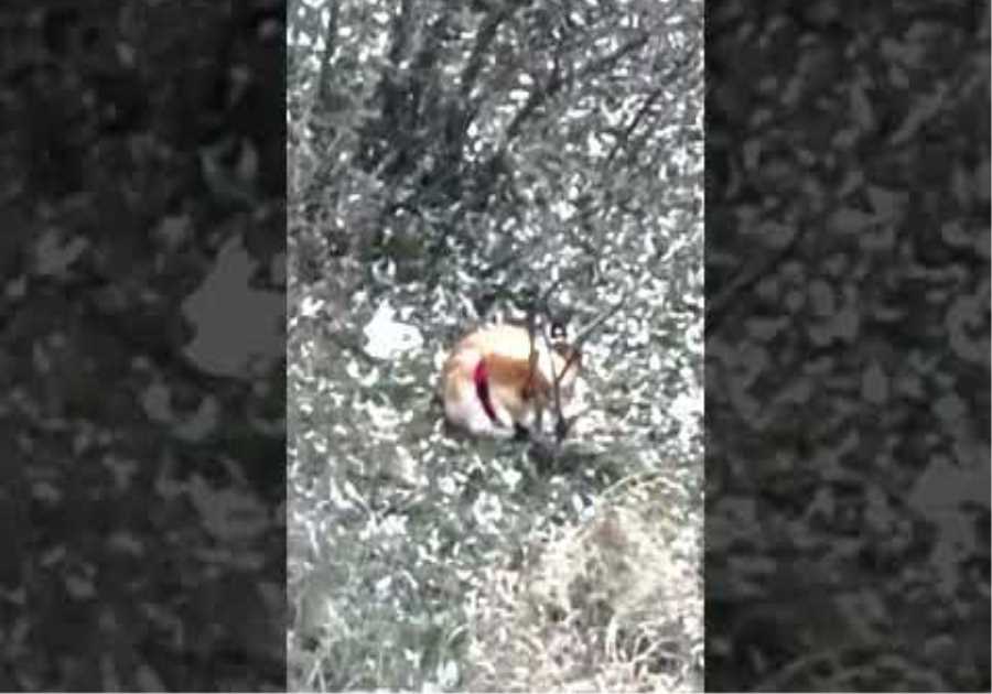 This Drone Accidentally Made A Chilling Discovery In The Middle Of This Wildfire #shorts