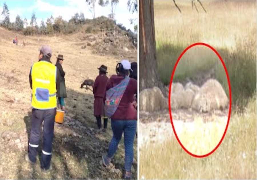 This Farmer In Peru Just Revealed That 33 Sheep Were Found With Holes Days After This Happened