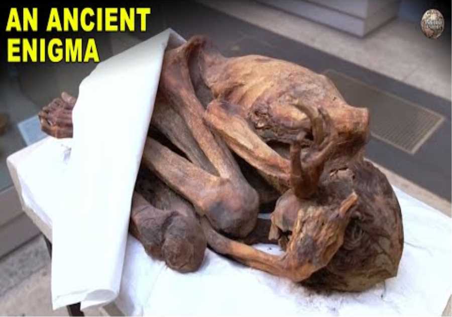 The Gebelein Man, An Ancient Tattooed Murder Victim